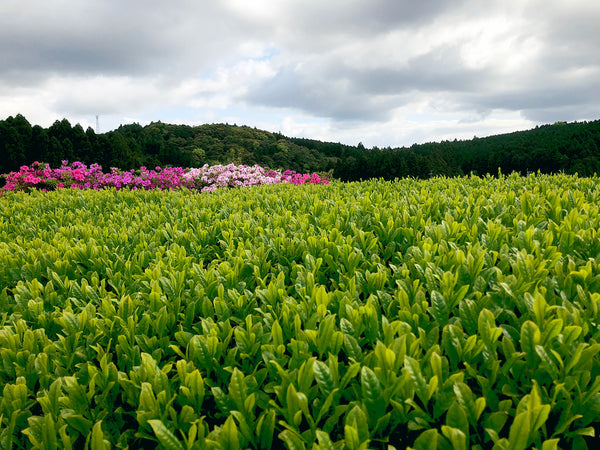 The first new tea plucking of the Reiwa era will begin soon.